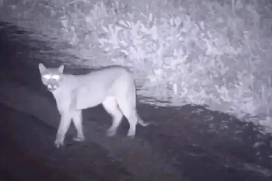 Pumas en Chilecito: alerta y reclamo por control